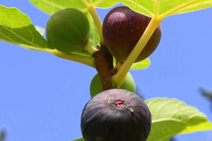 σύκα για αύξηση της δραστικότητας